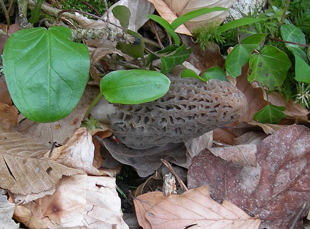 Il Tempo delle Morchelle